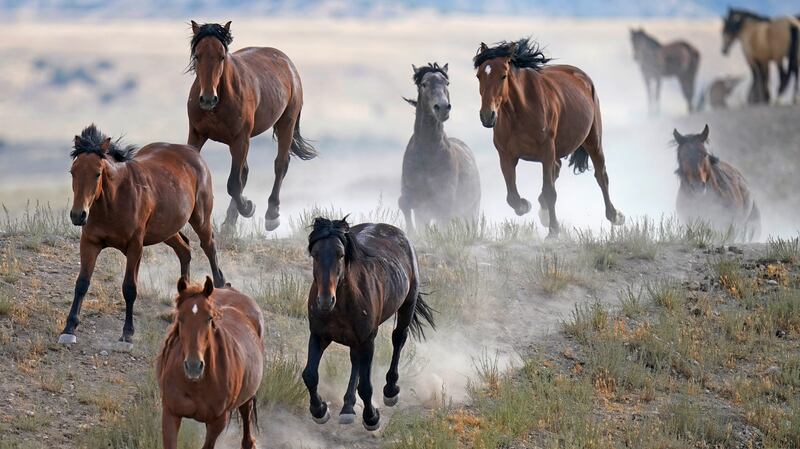 The US government plans to capture more wild horses on federal lands in a single year than ever before. AP