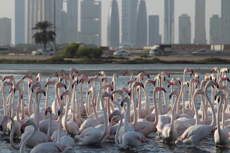 Flamingos in front of Dubai skyline at Ras Al Khor Wetland Reserve. Courtesy Discovery