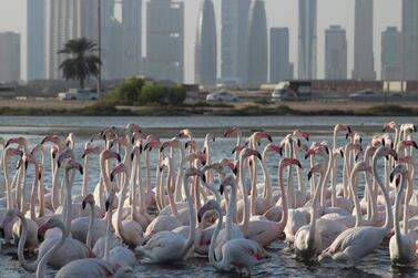 Flamingos at Ras Al Khor Wetland Reserve in Dubai: I've driven past the reserve many times, it's free to visit. So why haven't I stopped? Courtesy Discovery