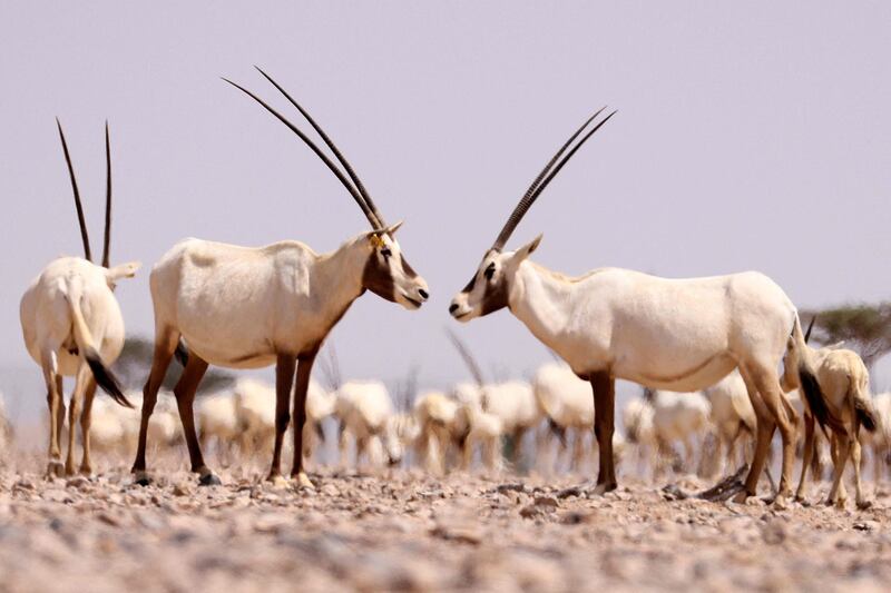 The reserve offers visitors the chance to see this magnificent desert antelope up close. AFP