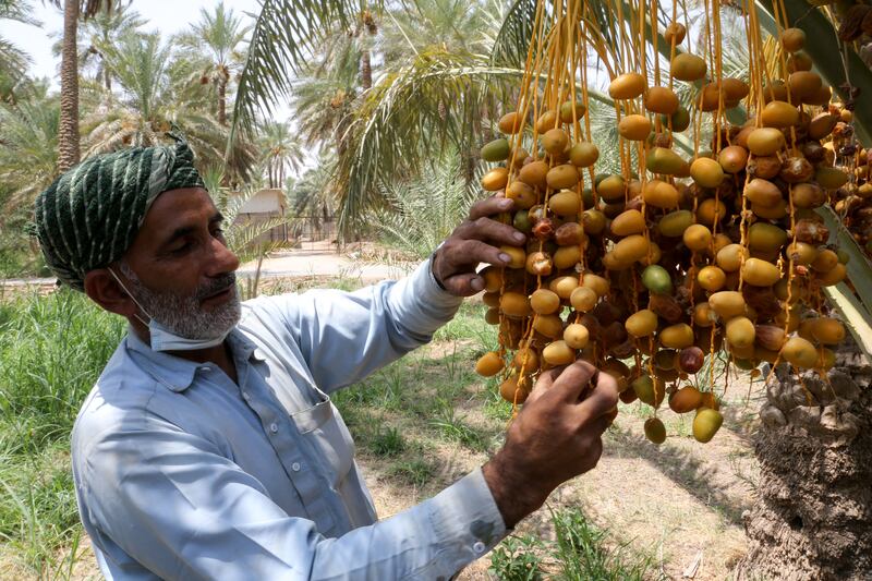 A worker collects dates from a palm tree in Saudi Arabia's Al Qassim province.