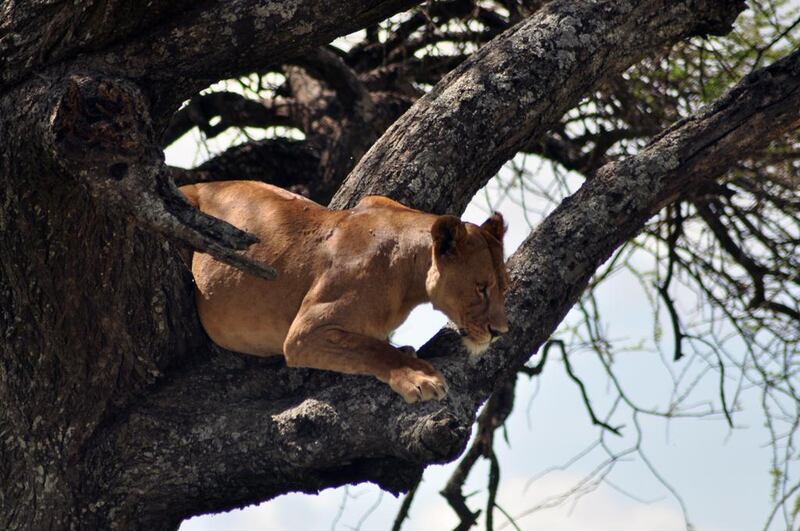 A lioness on a tree in Serengeti. Photo by Rosemary Behan