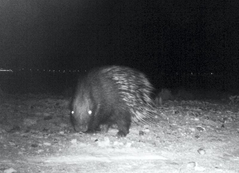 The Crested Porcupine, a rodent thought to be extinct in the UAE, was recorded by camera traps in Abu Dhabi. Environment Agency – Abu Dhabi