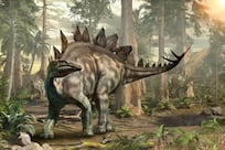 Unique stegosaurus dinosaur fossil discovered in Morocco