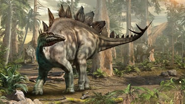 A rendering of a stegosaurus. The unique fossil found in Morocco has asymmetric crosshatched armour and flat spikes on its tail. Getty Images
