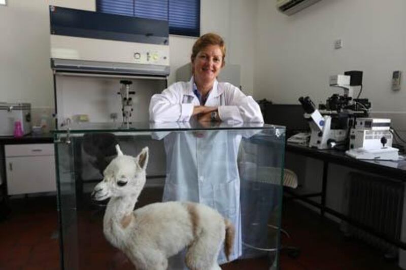 DUBAI , UNITED ARAB EMIRATES : July 7 , 2013 -  Dr . Lulu Skidmore in the lab at the Camel Reproduction Centre on Hatta road in Dubai. ( Pawan Singh / The National ) . For News. Story by Caline