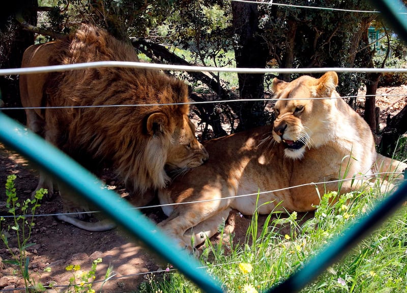 A lion and lioness interact in an enclosure at Al Ma'wa For Nature and Wildlife.