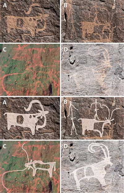 Species identifiable in the rock art of Umm Jirsan. Top two rows: A) sheep; B) goat and two stick figures with tools on their belts; C) long-horned cattle; D) ibex with ribbed horns and coat markings. Bottom two rows: tracings of images A to D. Photo: Stewart et al