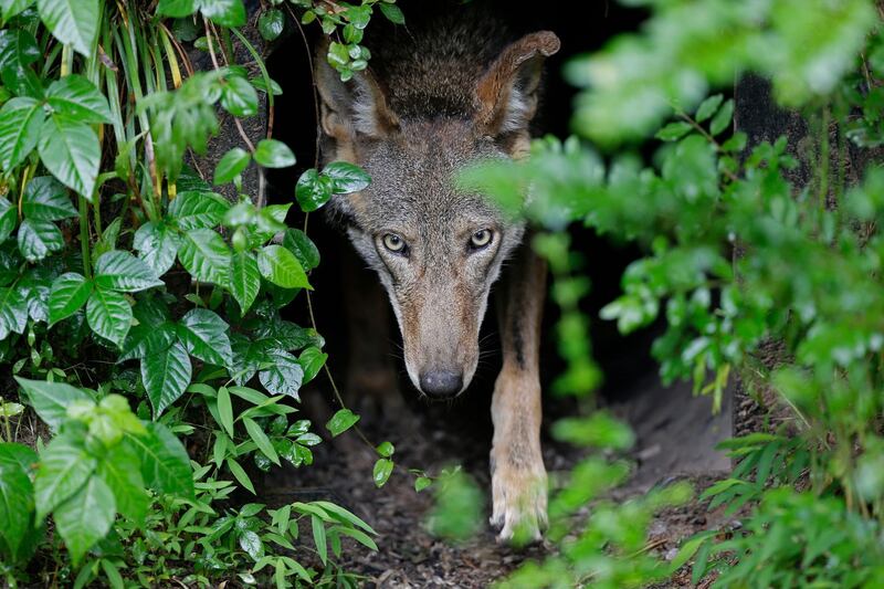 A female red wolf emerges from her den sheltering newborn pups at the Museum of Life and Science in Durham, N.C.  AP Photo