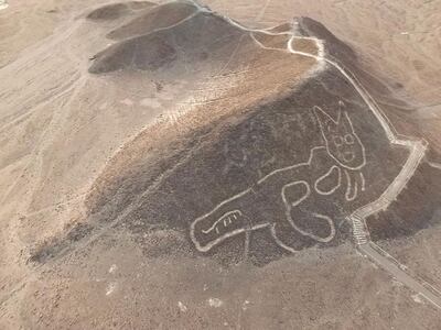 Undated handout picture released by the Peruvian Ministry of Culture, showing a giant cat figure etched into a slope at the Unesco world heritage site in the desert near the town of Nasca in southern Peru, after its was discovered by archaeologists and the area was cleaned as the geoglyph was barely visible and about to disappear due to erosion. The geoglyph measures 37 metres from head to tail and forms part of the Nasca Lines — the hundreds of geoglyphs, including a hummingbird, a monkey and a pelican, carved into a coastal plain about 400 km south of Lima. According to a statement by the Peruvian ministry of culture, after cleaning the area the lines were found to measure between 30 and 40 cm in width. The Nazca Lines date back to between 500 BC and 500 AD, and cover an area of about 450 square km. They were given world heritage status in 1994. - RESTRICTED TO EDITORIAL USE - MANDATORY CREDIT "AFP PHOTO / PERU'S CULTURE MINISTRY" - NO MARKETING - NO ADVERTISING CAMPAIGNS - DISTRIBUTED AS A SERVICE TO CLIENTS
 / AFP / Peruvian Ministry of Culture / - / RESTRICTED TO EDITORIAL USE - MANDATORY CREDIT "AFP PHOTO / PERU'S CULTURE MINISTRY" - NO MARKETING - NO ADVERTISING CAMPAIGNS - DISTRIBUTED AS A SERVICE TO CLIENTS
