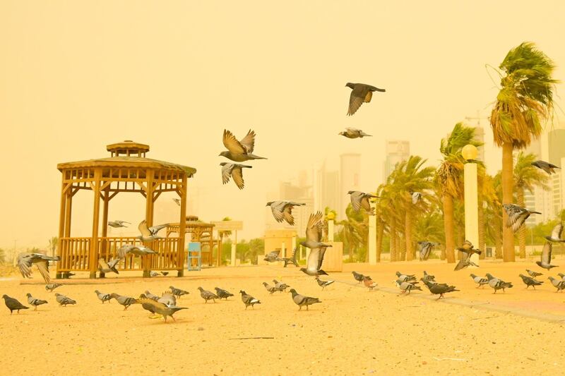 Pigeons take to the air during a dust storm in Kuwait City. All marine traffic was temporarily suspended due to the bad weather and low visibility.  EPA