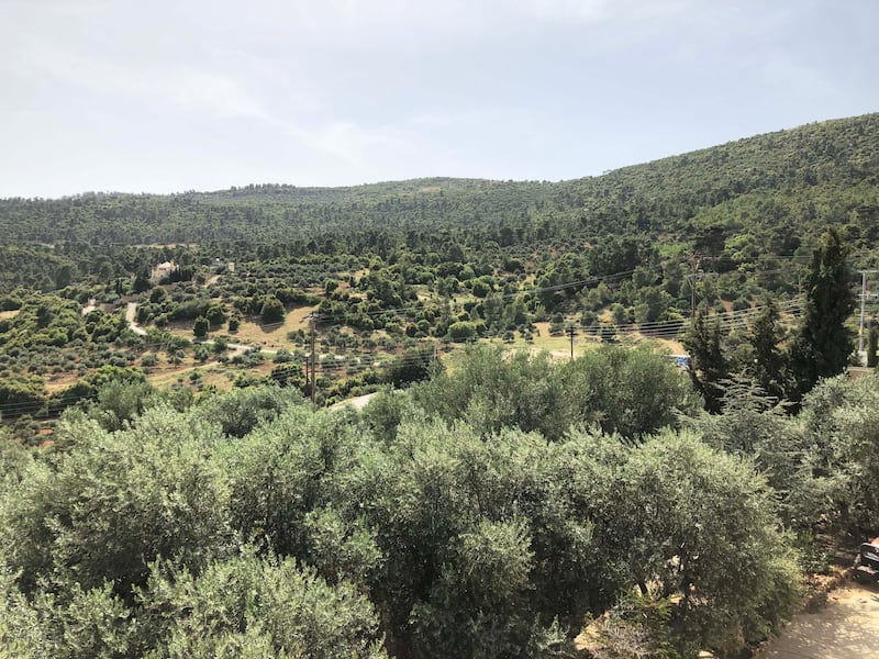 General view of olive groves and the forrest in the village of Dibbeen, around 50 kilometres northwest of Amman. Khaled Yacoub Oweis / The National
