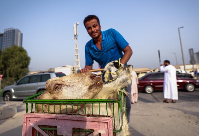 Abu Dhabi, U.A.E., August 22 , 2018.  Livestock shoppers for the second day of Eid Al Adha at the Abu Dhabi Livestock Market and the Abu Dhabi Public Slaughter House (Abu Dhabi Municipality) at the  Mina area. -- Livestock delivery boy Michell- 23 from Egypt,  crosses the street to the public slaughter house with a couple of goats to be processed.
Victor Besa/The National
Section:  NA
For:  stand alone and stock images