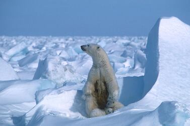 A polar bear with its cubs in the Sea Ice, northeast of Prudhoe Bay in Alaska in 1985. Climate change is starving polar bears into extinction, according to research published on July 20, 2020. AFP