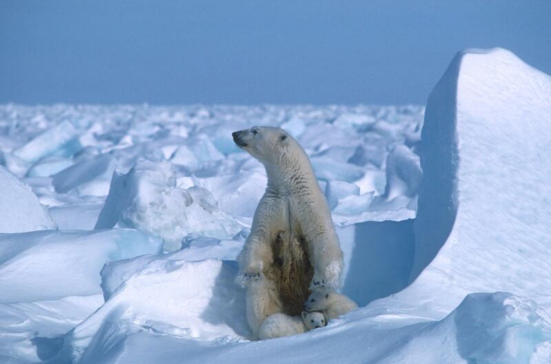 A handout photo made available on July 17, 2020 by Polar Bears International shows a polar bear with its cubs in the Sea Ice, northeast of Prudhoe Bay in Alaska in 1985. Climate change is starving polar bears into extinction, according to research published on July 20, 2020 that predicts the apex carnivores could all but disappear within the span of a human lifetime. In some regions they are already caught in a vicious downward spiral, with shrinking sea ice cutting short the time bears have for hunting seals, while dwindling body weight undermines their chances of surviving Arctic winters without food, scientists reported in Nature Climate Change. The study calculates "timelines of risk" for different polar bear demographics, exploring two alternative futures with different levels of greenhouse gas emissions and atmospheric concentrations of CO2. If business-as-usual greenhouse gas emissions continue, it’s likely that all but a few polar bear populations will collapse by 2100.  - RESTRICTED TO EDITORIAL USE - MANDATORY CREDIT "AFP PHOTO / Polar Bears International / Steven C. AMSTRUP" - NO MARKETING - NO ADVERTISING CAMPAIGNS - DISTRIBUTED AS A SERVICE TO CLIENTS
 / AFP / POLAR BEARS INTERNATIONAL / POLAR BEARS INTERNATIONAL / POLAR BEARS INTERNATIONAL / Steven C. AMSTRUP / RESTRICTED TO EDITORIAL USE - MANDATORY CREDIT "AFP PHOTO / Polar Bears International / Steven C. AMSTRUP" - NO MARKETING - NO ADVERTISING CAMPAIGNS - DISTRIBUTED AS A SERVICE TO CLIENTS
