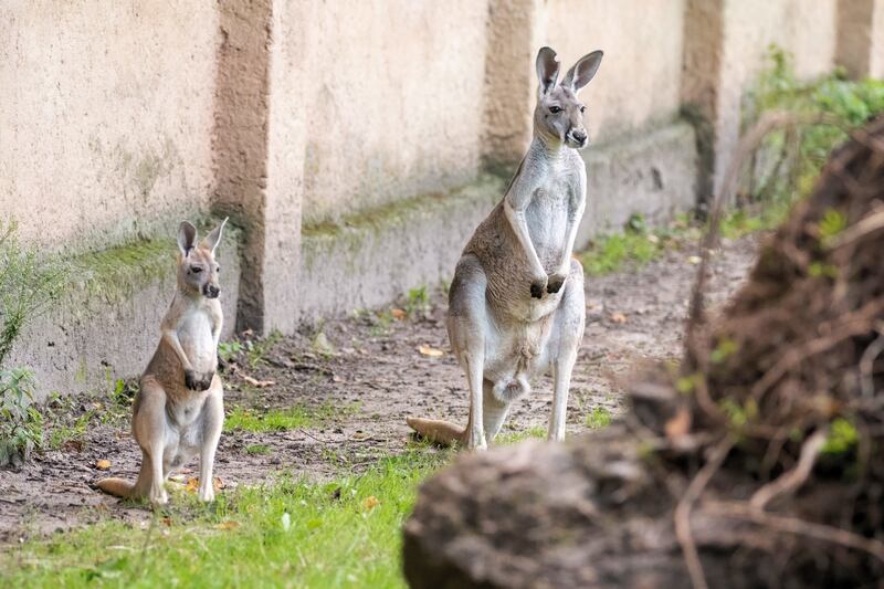 Two kangaroos in their enclosure at the zoo in Lodz, central Poland. EPA