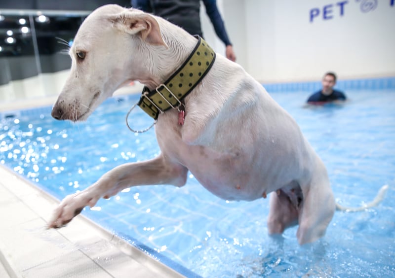 Sala, a three-legged rescue saluki, enjoys playing in the pool 