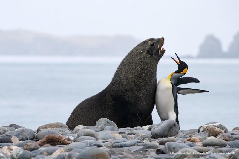 The Comedy Wildlife Photography Awards 2019
Thomas Mangelsen
Jackson
United States
Phone: 307-733-6179
Email: andrew@mangelsenstock.com
Title: Chest Bump
Description: It was impossible to know what the disagreement was about, but this king penguin and antarctic fur seal argued quite vocally for several minutes. The amazing thing is that the fur seal didn't use its considerable size advantage to put a quick end to the fight.
Animal: King Penguin & Antarctic Fur Seal
Location of shot: South Georgia Island