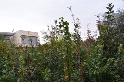 The pilot project in a private property in Amman