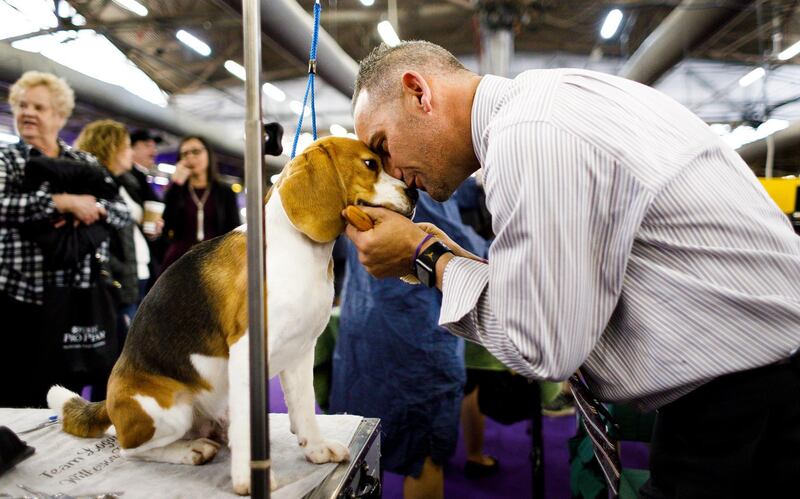 Handler Aaron Wilkerson of Florida pets a Beagle named Logan while grooming him before competition. Photo: EPA