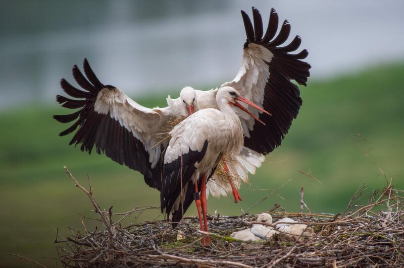 A stork family is pictured on their nest in Schoenebeck near Magdeburg, eastern Germany.  AFP