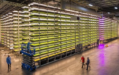 A look inside an AeroFarms facility. AeroFarms