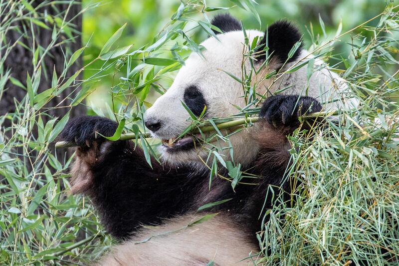 Giant Panda male Jiao Qing in its enclosure in the Berlin Zoo, in Berlin, Germany.  EPA