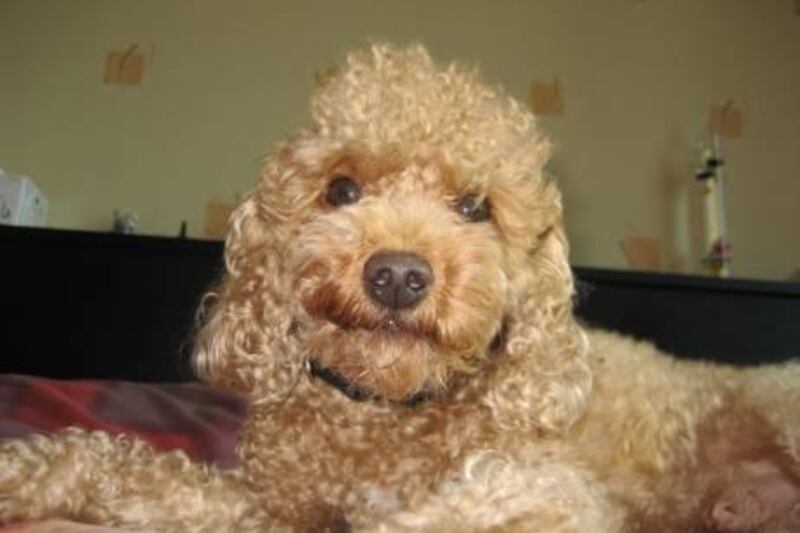 Pluto the 6-year-old toy poodle dog who was killed on Friday in Dubai Dog Show. 