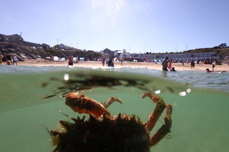 A spider crab comes to the surface near Porthgwidden beach in St Ives, Cornwall, south-west Britain. Reuters