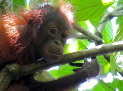 Bornean orangutan. Courtesy Mohamed bin Zayed Species Conservation Fund