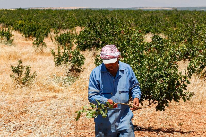 A pistachio farmer walks with a clipped branch amongst trees at a pistachio orchard in the village of Maan, north of Hama in west-central Syria.   AFP