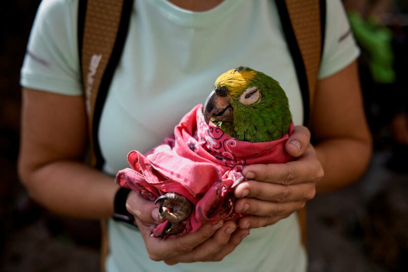 A resident rescues a macaw in the aftermath of devastating floods in the neighbourhood of El Castano, in Maracay, Venezuela. Reuters