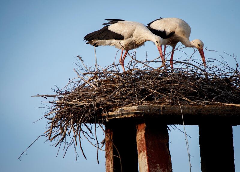 White storks stand in their nest in outskirts of Pristina, Kosovo. EPA