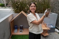 How Expo City Dubai became a safe haven for stray cats