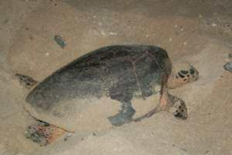 July 1, 2009- provided photo of Bu Tinah and it's spectacular array of land and marine species that have won it protected status as art of the Marawah Marine Biosphere Reserve, the largest protected area in the United Arab Emirates
photo showing a turtle nesting
courtesy Environment Agency - Abu Dhabi *** Local Caption ***  Turtle-nesting-Das.jpg