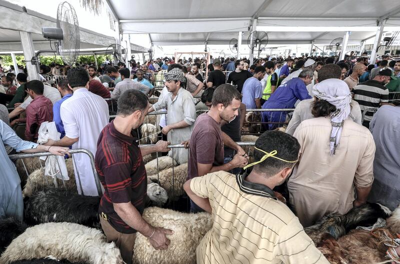 Abu Dhabi, United Arab Emirates, August 11, 2019.   Eid Al Adha at the Mina Livestock Market and Abattoir.-- Market delivery boys line up outside the abattoir with livestock to be properly butchered.
Victor Besa/The National
Section:  NA
Reporter: John Dennehy