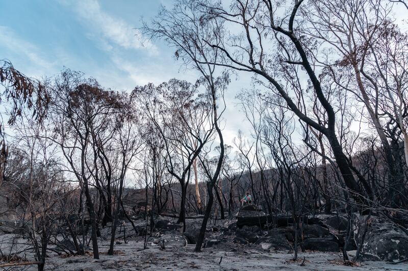 Portfolio runner up: Jonathon Doyle's 'Australia' captures aftermath of bushfires