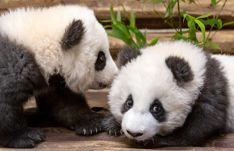 Giant Panda cubs Meng Yuan, left, and Meng Xiang at the Zoo Berlin in Berlin, Germany. EPA