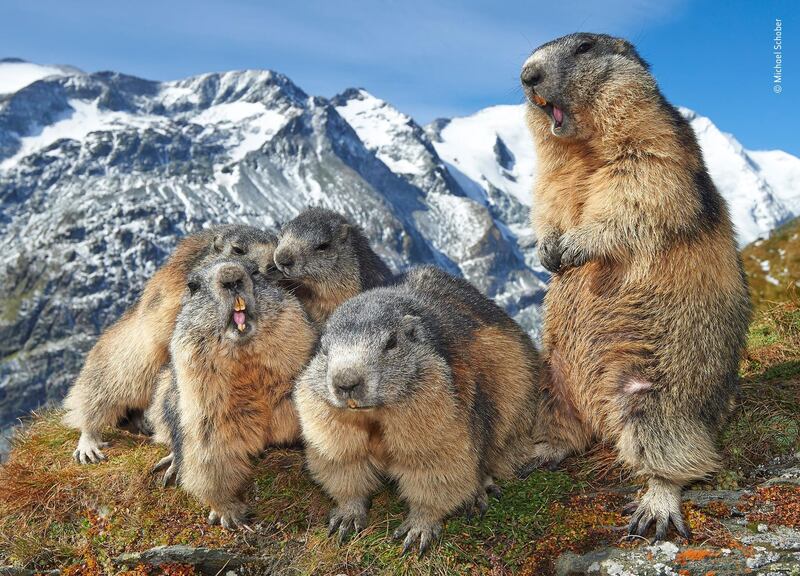 Family get-together by Michael Schober, Austria. Marmots have become accustomed to the presence of humans in Hohe Tauern National Park, Austria and allow people to observe and photograph them at close range. This behaviour is beneficial for the marmots, as human company deters predators such as golden eagles. Michael Schober / Wildlife Photographer of the Year