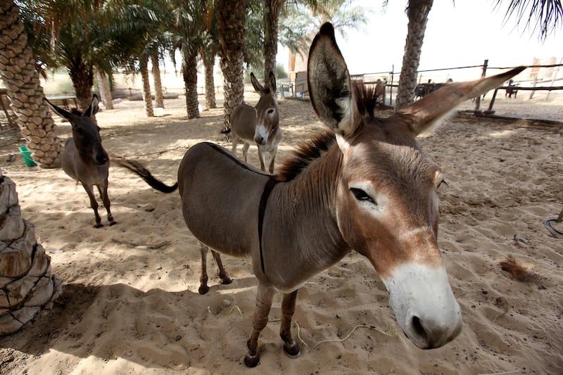 
DUBAI, UNITED ARAB EMIRATES, April 29: Donkeys at Al Sahra Desert Resort in Dubai. (Pawan Singh / The National) For Magazine. Story by Tahira