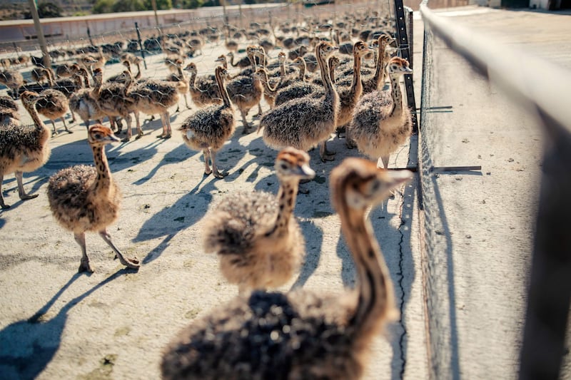 Ostrich chicks roam in a fenced field at a farm in Oudtshoorn, South Africa, one of dozens in the area. AFP