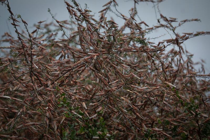 A swarm of desert locusts sits on braches of a tree in the bush near Enziu, Kitui County, some 200km east of the capital Nairobi, Kenya.  EPA