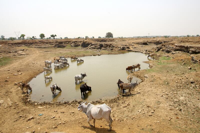 Cattle drink water at an abandoned stone quarry in Chipiya Abhaipur, Uttar Pradesh. Reuters