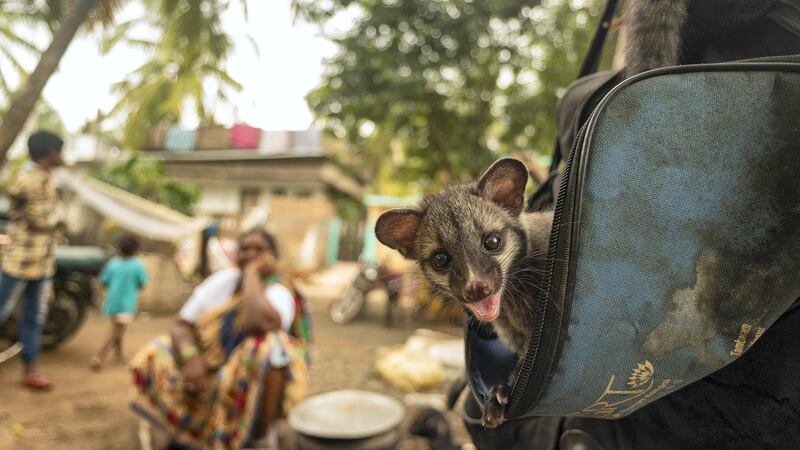 This is an image of a Palm civet baby peeping from an empty bag in a small remote village of India. These Civets have an interesting story to tell. While the babies were small, they lost their mother, who frequented this household.  As these orphaned babies grew up, they became comfortable in the company of humans whom they no longer perceived as a threat. This is a huge contrast when you look at the fate of those palm civets trapped in battery cages force fed for Kopi Luwak Coffee production. 