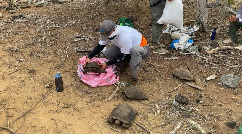 A group of park rangers release a San Cristobal island giant tortoise, in Galapagos, Ecuador on September 28, 2020. A group of 36 giant tortoises of an endangered species and born in captivity was repatriated to their habitat on San Cristobal Island, one of the main islands of the Ecuadorian archipelago of Galapagos. Handout picture by Galapagos National Park / AFP