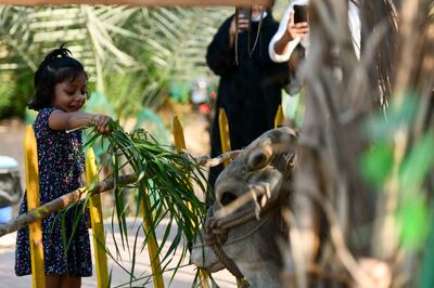 A young girl feeds a cow at Green Heaven in Sharjah. Khushnum Bhandari / The National