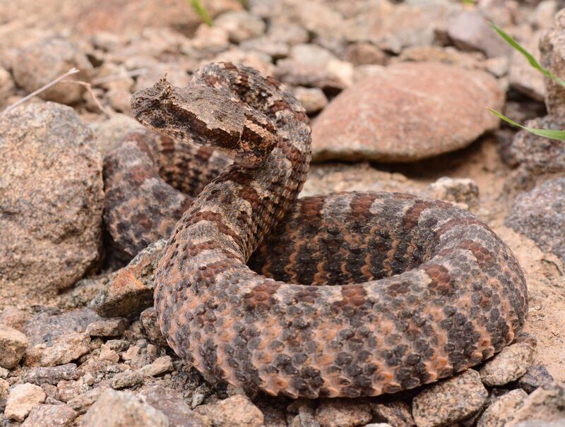 Persian horned viper (Pseudocerastes persicus). Photo: Supplied by Johannes Els