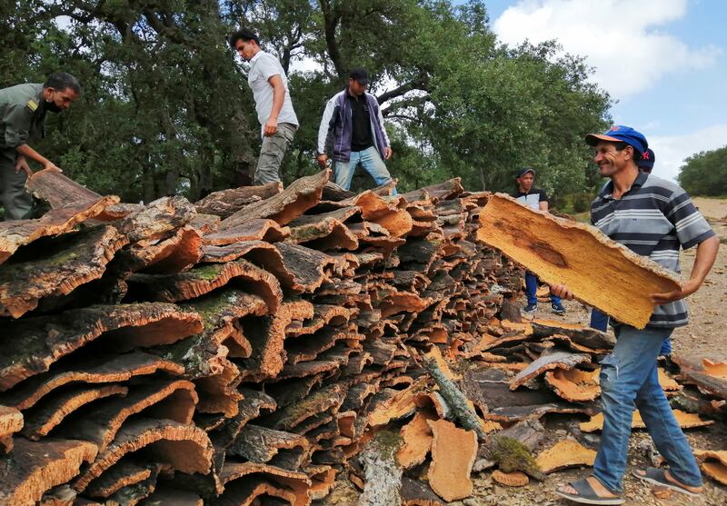 Workers stack cork harvested from trunks in Jendouba Governorate.