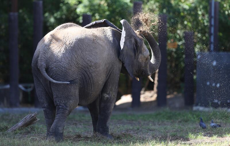 An elephant throw sand at Dubai Safari Park. The home for about 3,000 animals, Dubai Safari Park reopened recently with strict measures to minimise the spreading of Covid-19.  EPA