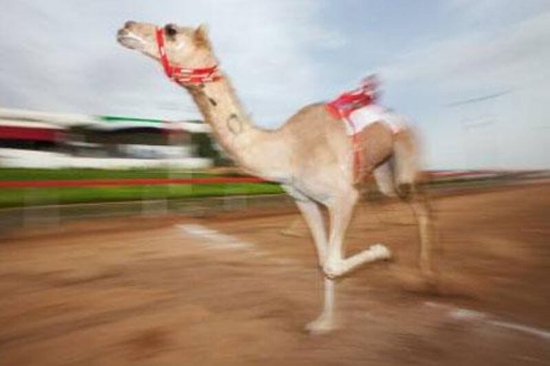 The Dubai Camel Racing Festival will take place February 17-28 at the Al Marmoum Camel Racetrack.